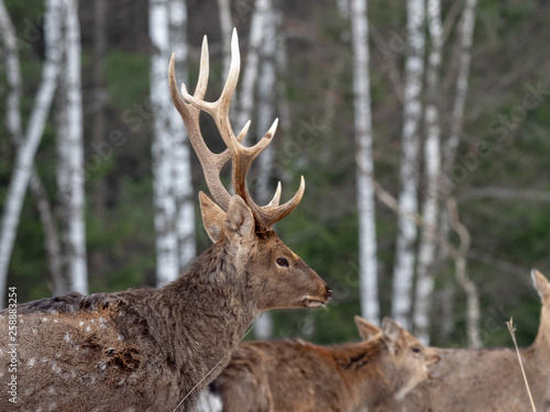 Japanese Deer