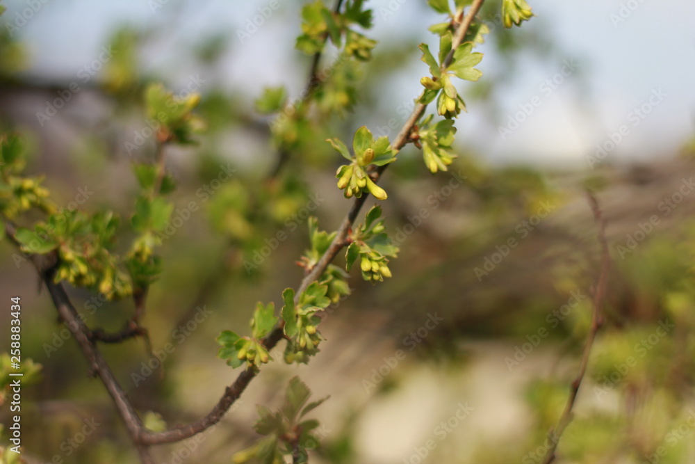 branch of a tree in spring branch of a tree in spring