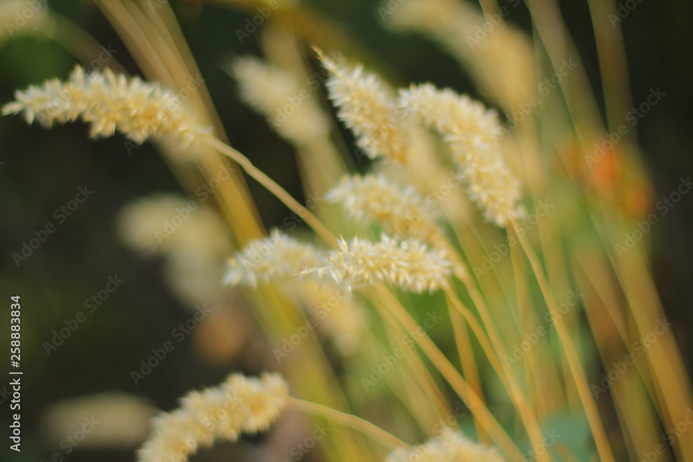 Obraz premium closeup of a flower