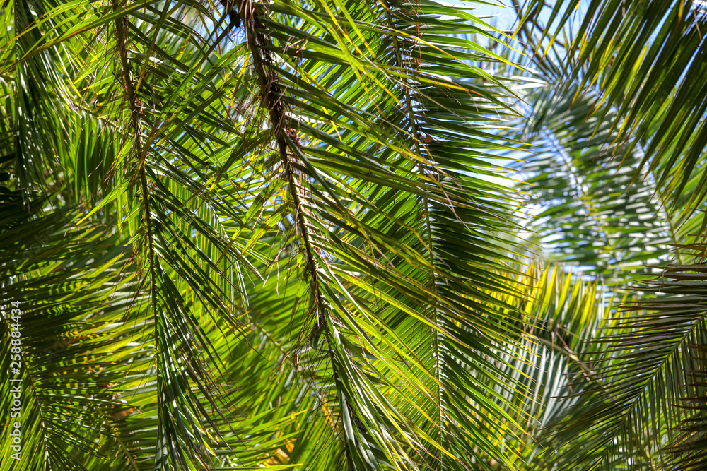 Palm trees in the park. Subtropical climate Palm trees in the park. Subtropical climate