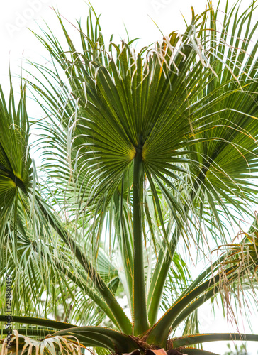 Palm trees in the park. Subtropical climate