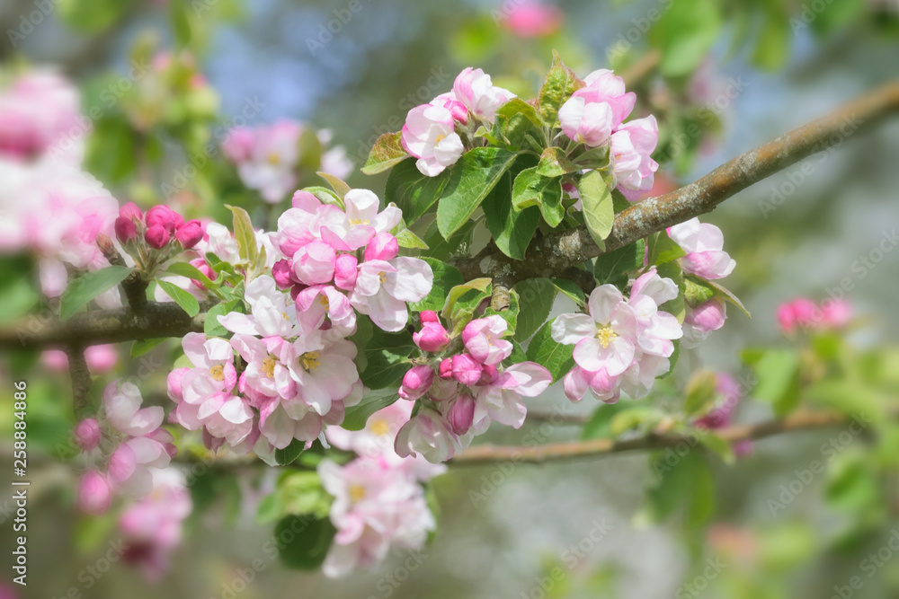 Seasonal flowers in an English Country Garden. Seasonal flowers in an English Country Garden.