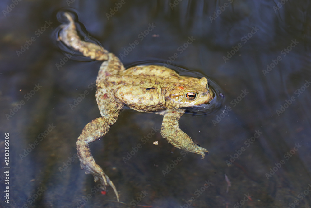 Fototapeta premium Toad in the water - frog