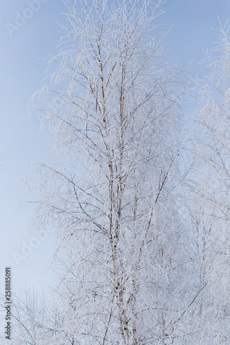 Frozen branches on a tree against a blue sky