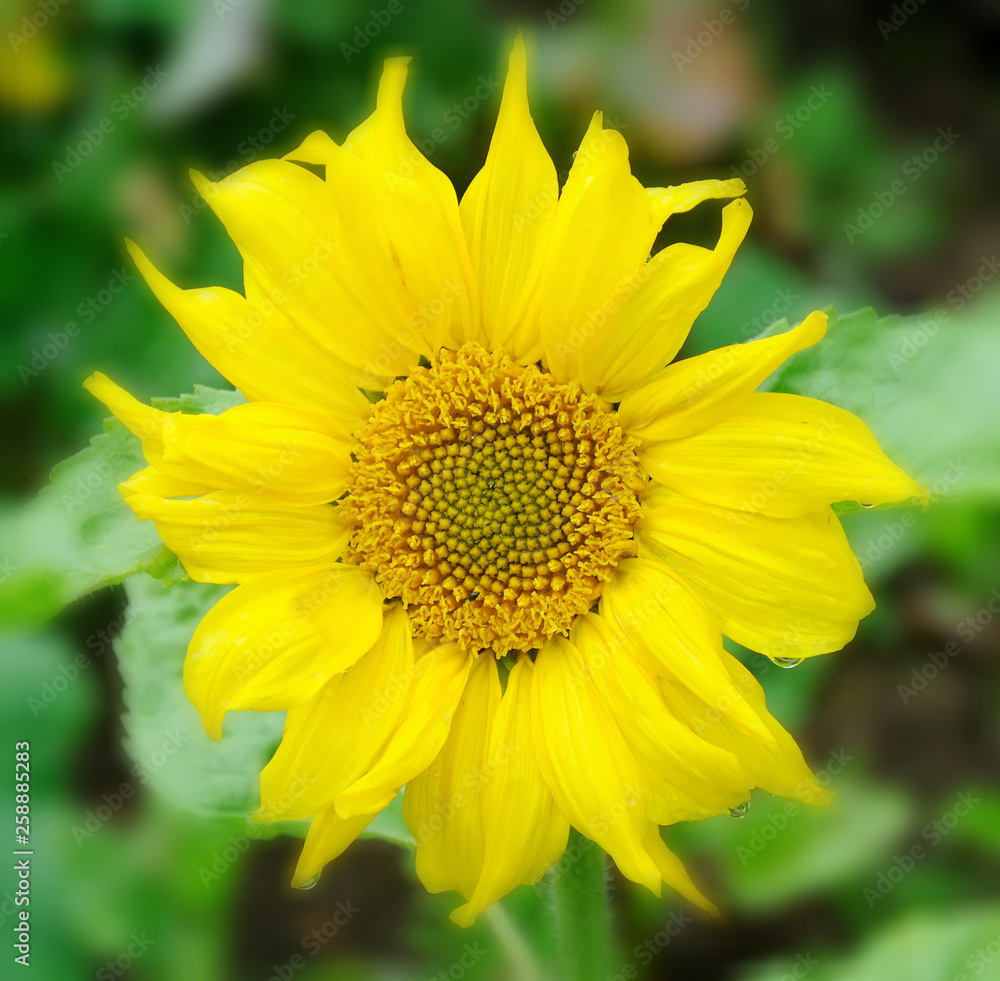 Seasonal flowers in an English Country Garden. Seasonal flowers in an English Country Garden.