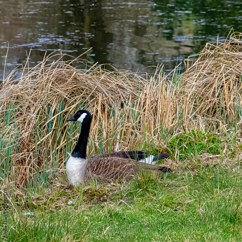 Canada goose (Branta canadensis) in in Stowe, Buckinghamshire, United Kingdom photo