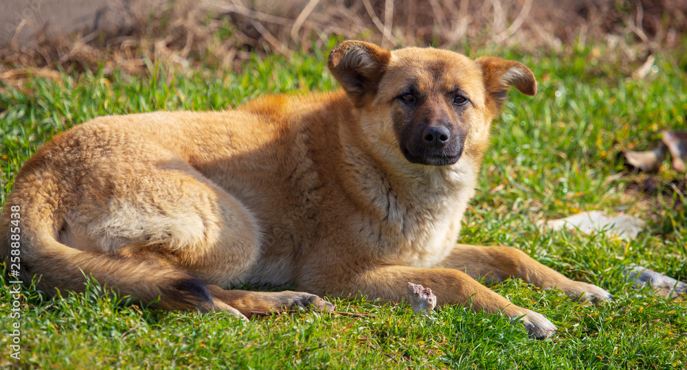 Naklejka premium Portrait of a dog on the grass in spring