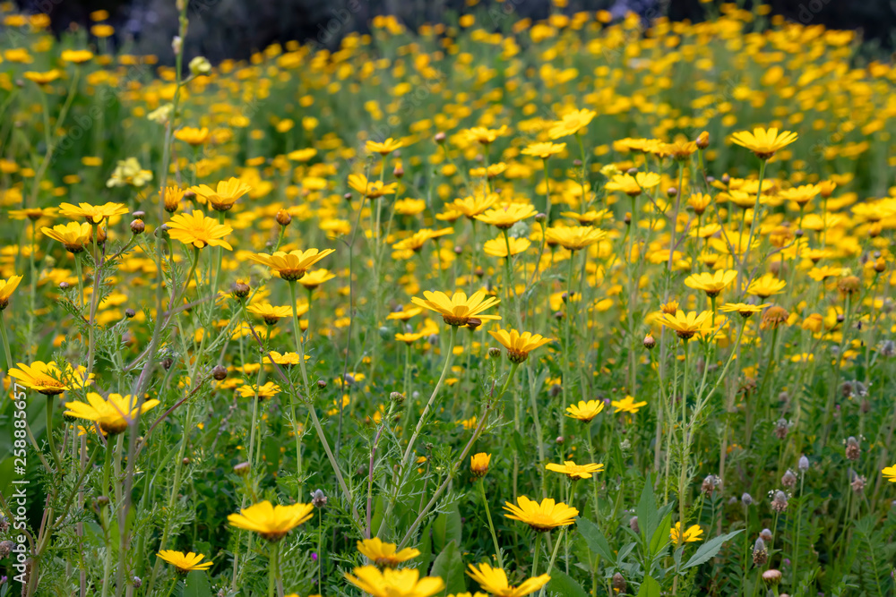 Field of yellow wild chrysanthemum close up