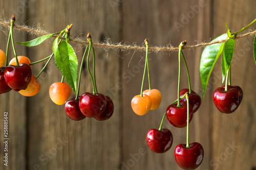 ripe sweet cherry (chereshnya) on a rope, Fresh Organic Healthy Living and summer Concept  photo