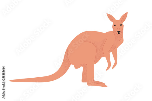 Cute kangaroo side view in flat style isolated on white background. Large Australian marsupial animal. Australian fauna. illustration