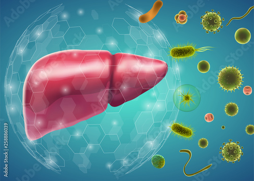 human liver. 3d vector. health and medicine.