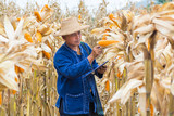  Farmer or Biologist inspect Check or Analyze and Research Raw Corn Cob