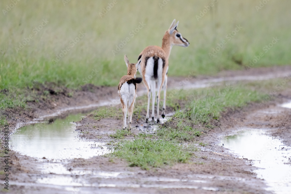 Obraz premium Mother and baby gacel thomson