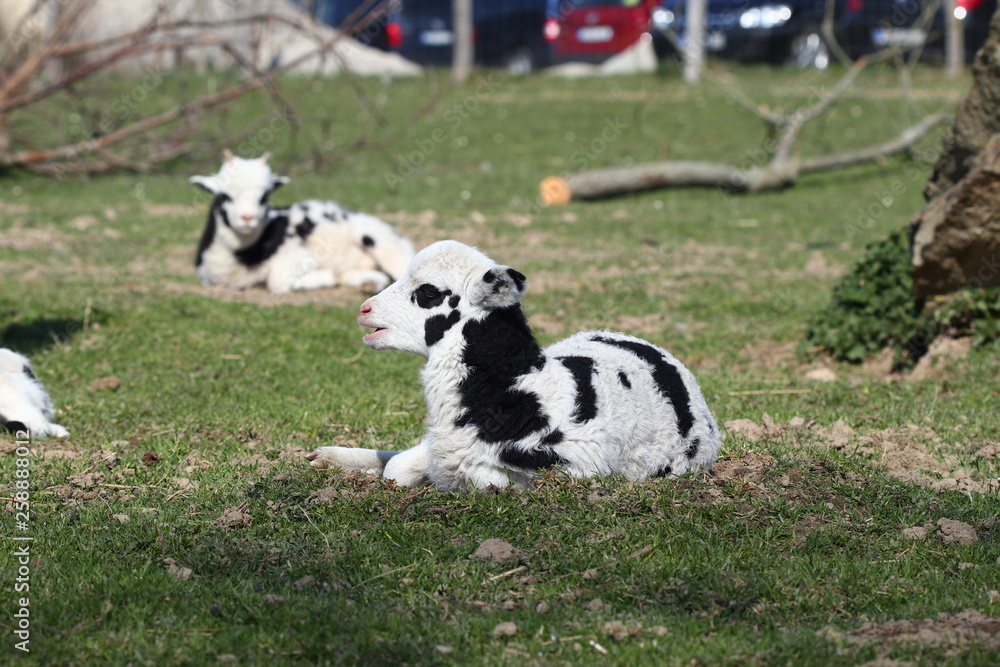 little lamb in a meadow