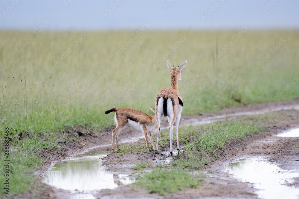 Mother and baby gacel thomson