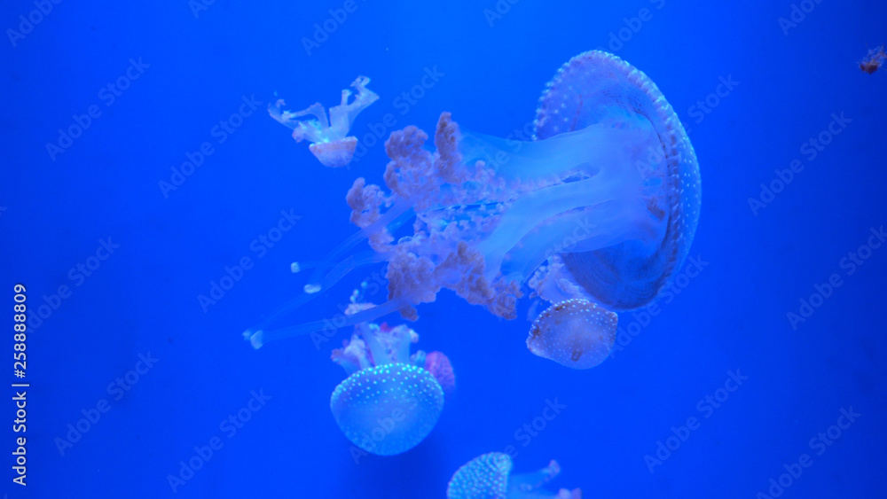 Beautiful jellyfish moving through the water neon lights Beautiful jellyfish moving through the water neon lights