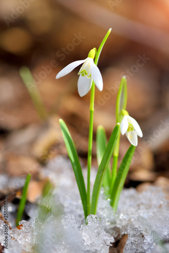 Snowdrops (Galanthus) in the spring forest. Harbingers of warming symbolize the arrival of spring.