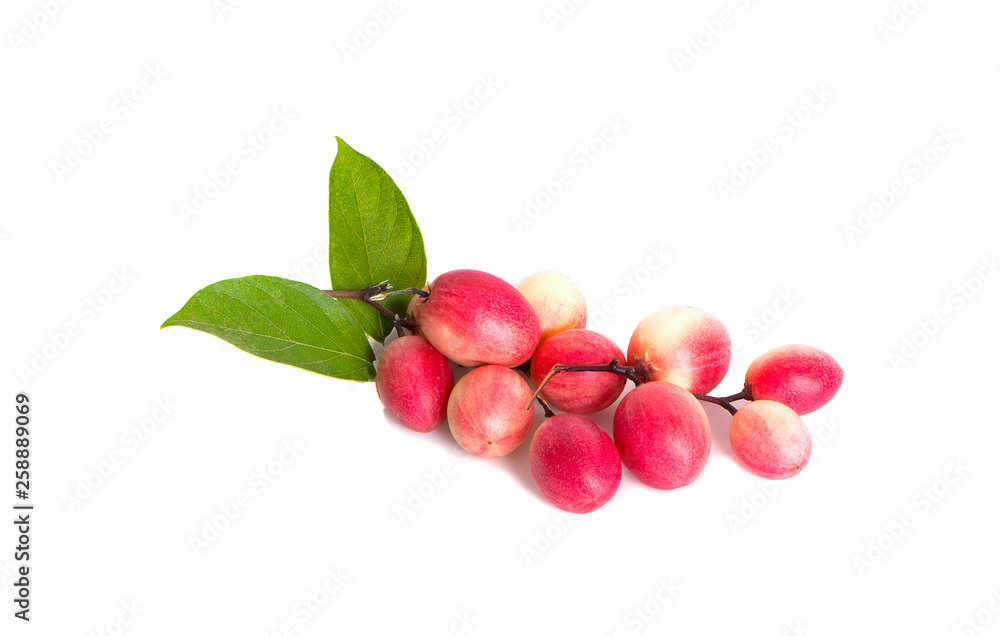 Carissa carandas Linn,Karanda, Carunda with leaves isolated on white background Carissa carandas Linn,Karanda, Carunda with leaves isolated on white background