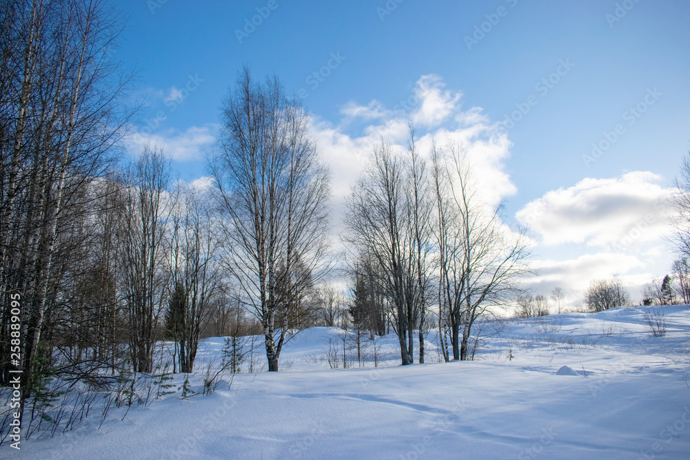 field in winter Sunny day