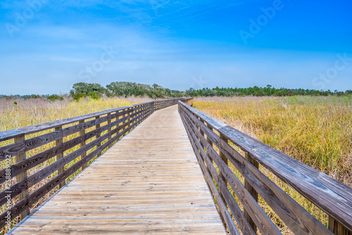 A very long boardwalk surrounded by shrubs in Gulf Shores  Alabama