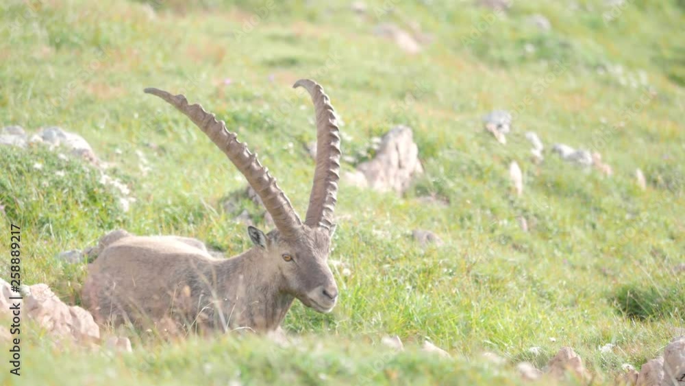 MEDIUM SHOT Alpine ibex chewing grass in Schneibstein Austria on a cold sunny morning MEDIUM SHOT Alpine ibex chewing grass in Schneibstein Austria on a cold sunny morning