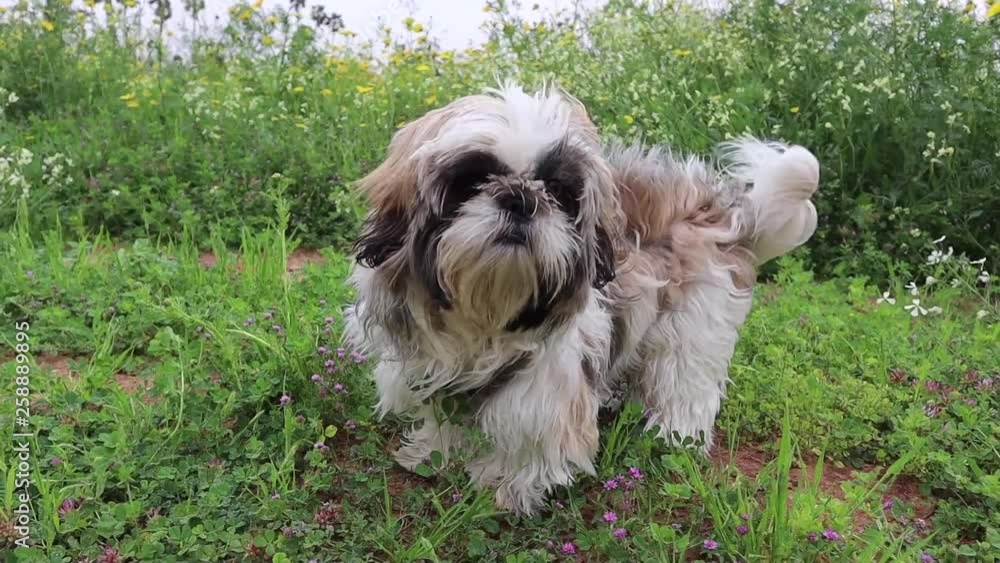 Shih Tzu Dog outside at the green field, on a windy day, slow motion Shih Tzu Dog outside at the green field, on a windy day, slow motion