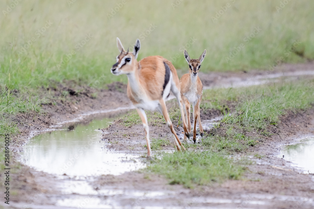 Obraz premium Mother and baby gacel thomson