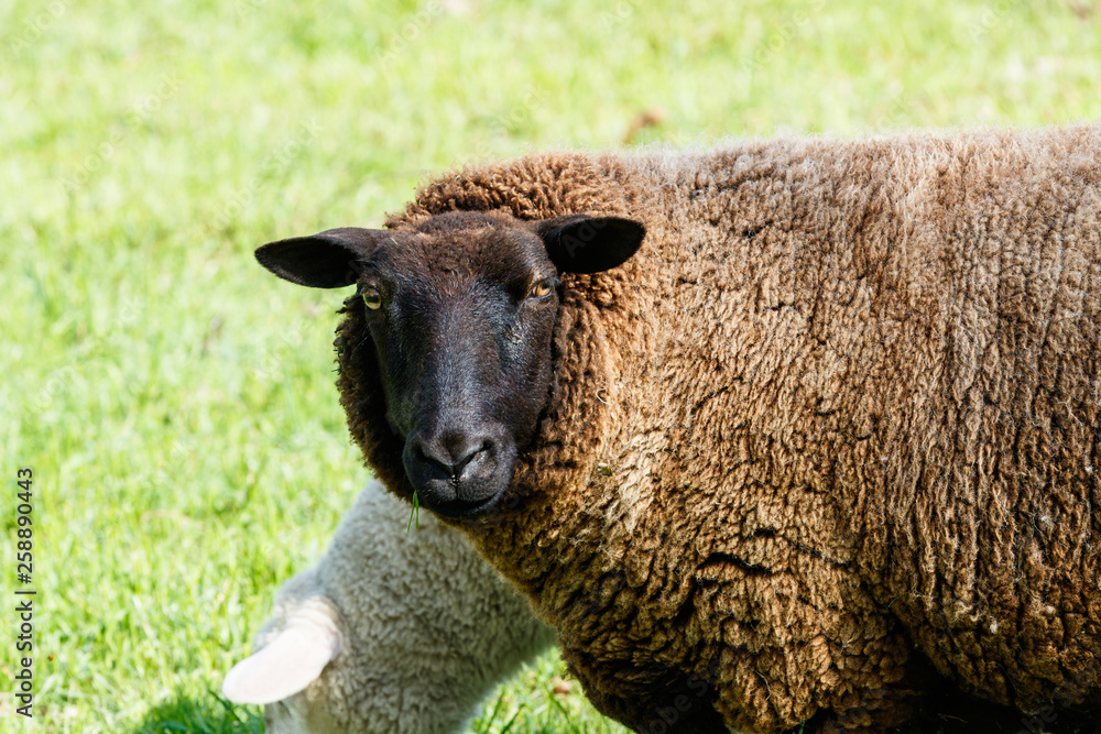 Schafe im Frühling auf der Weide