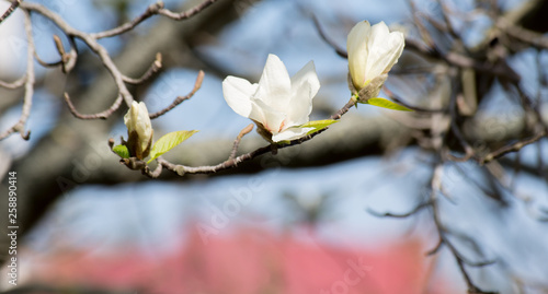 twig with white magnolia flowers on natural blurred background
