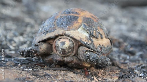 Burnt Greek tortoise Close shot of dead burnt Greek tortoise  photo