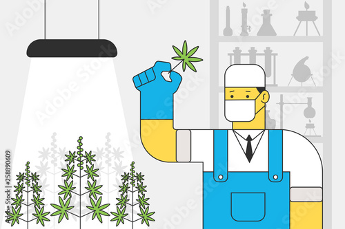 Scientist with a cannabis leaf in medical laboratory grows marijuana. Vector cartoon illustration.