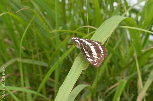 butterfly on green grass