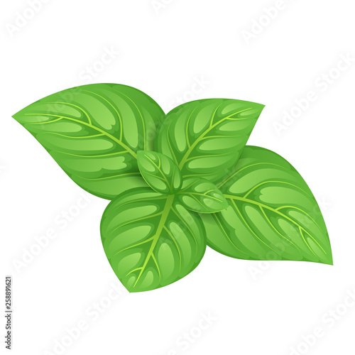 Green basil leaves vector illustration.