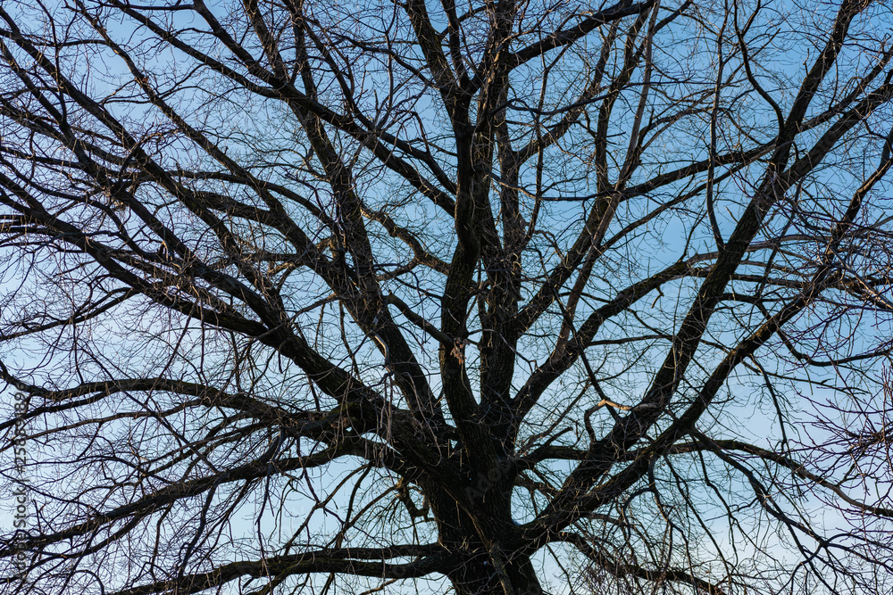 Old oak. Branches of a large tree against the sky. Winter, cold weather, leafless vegetation. Old oak. Branches of a large tree against the sky. Winter, cold weather, leafless vegetation.