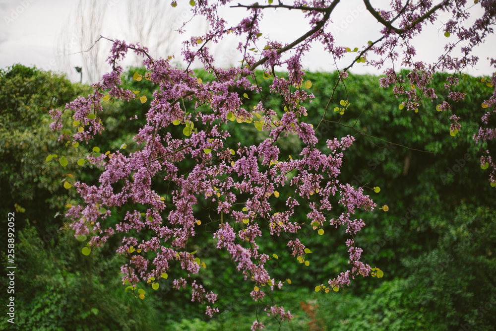 Obraz premium Springtime Flowers