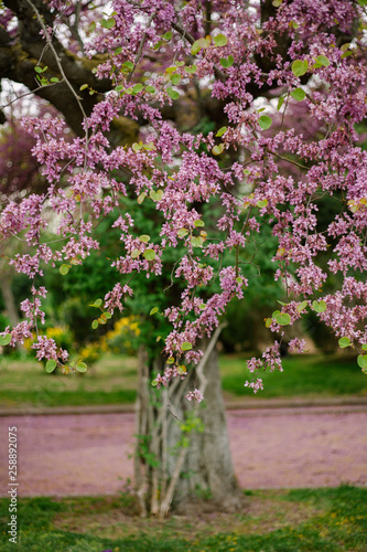 Springtime Flowers © psousa5