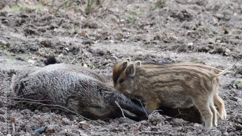 Wild boar female with drinking piglets in the forest, spring (sus scrofa), germany Wild boar female with drinking piglets in the forest, spring (sus scrofa), germany