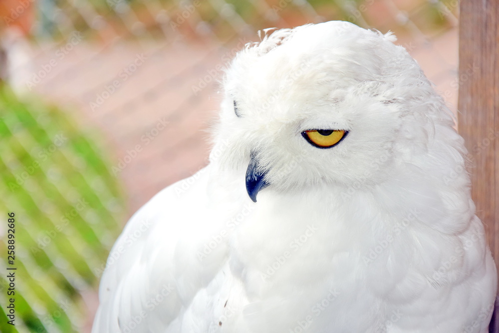 Obraz premium Owl Bubo Scandiacus Focusing Birds Portrait 