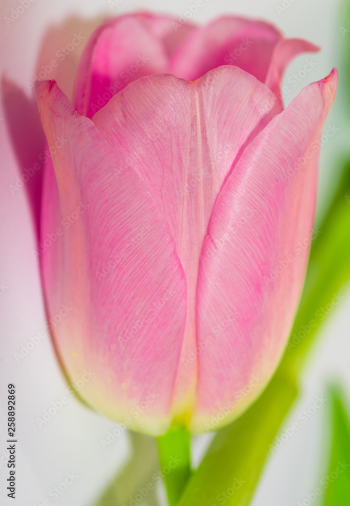 Pink tulip. Close-up pink tulip isolated on white. Spring flowers. Tulips on pastel colors background. Greeting card retro vintage style. Mother day, easter greeting card. Pink tulip. Close-up pink tulip isolated on white. Spring flowers. Tulips on pastel colors background. Greeting card retro vintage style. Mother day, easter greeting card.