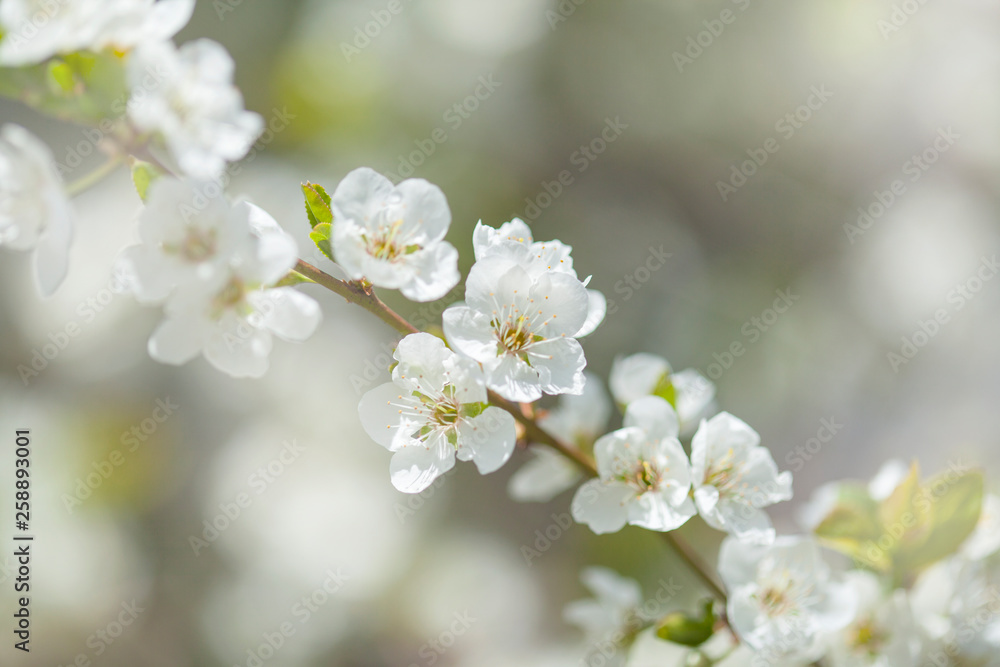 spring blossoms background