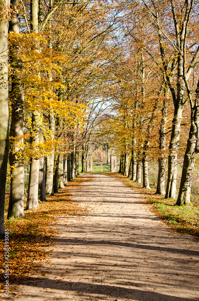 Dirt road lined with tall trees in autumn colors leading to an old fence near Valkenburg, The Netherlands