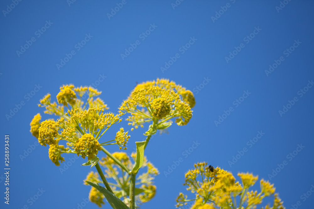 Flora of Gran Canaria - Ferula linkii, Giant Canary Fennel Flora of Gran Canaria - Ferula linkii, Giant Canary Fennel