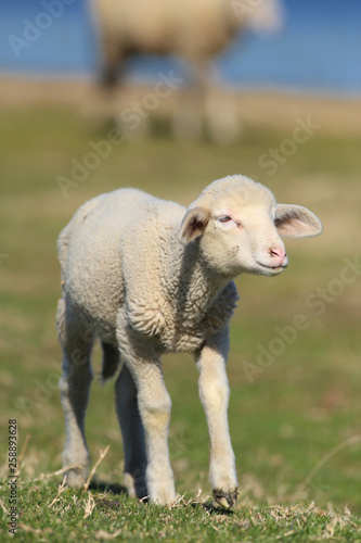 Fluffy little lamb graze on the pasture