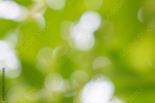 Abstract Green Bokeh Background