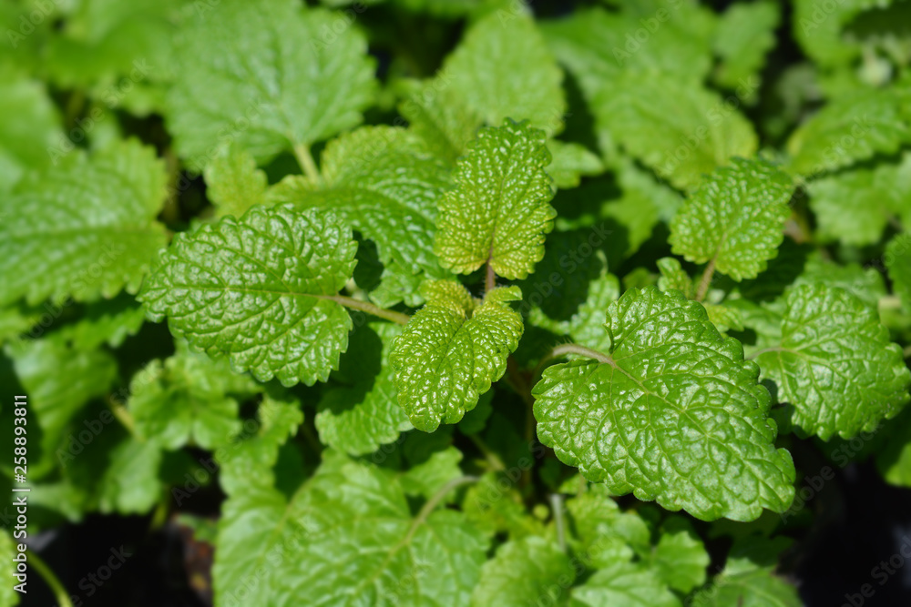 Lemon balm Lemon balm