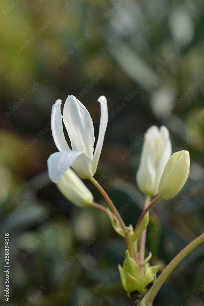 Obraz premium Snowdrift evergreen Clematis