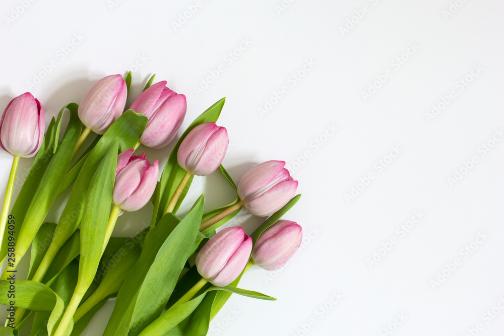 Beautiful fresh tulips on white background Beautiful fresh tulips on white background