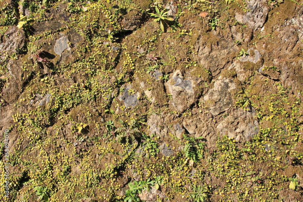 Obraz premium 苔生した石垣(静岡県)