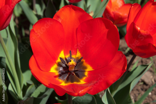 Tulipano rosso in fioritura. Fiore rosso sbocciato. Primo piano, macro.