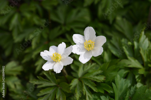 Wood anemone © nahhan